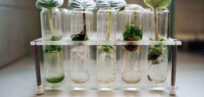 Chemical Processing Plants - Micropropagation Of Plants